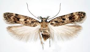 Attēlu rezultāti vaicājumam “Gelechia scotinella”