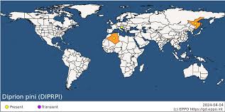 Attēlu rezultāti vaicājumam “Diprion pini”