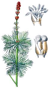 Attēlu rezultāti vaicājumam “Haloragaceae”