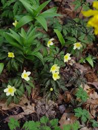 Attēlu rezultāti vaicājumam “Anemone x lipsiensis leaf”