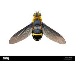 Attēlu rezultāti vaicājumam “Syrphidae”