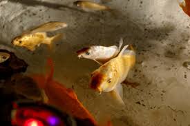 Image result for Cyprinus rubrofuscus