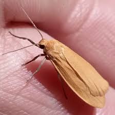 Attēlu rezultāti vaicājumam “Eilema sororcula”