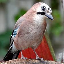 Attēlu rezultāti vaicājumam “Garrulus glandarius”