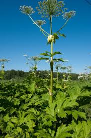 Attēlu rezultāti vaicājumam “Heracleum sosnowskyi fruit”