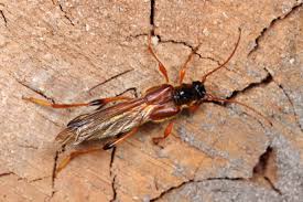 Attēlu rezultāti vaicājumam “Necydalis major”