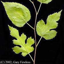 Attēlu rezultāti vaicājumam “Morus alba leaf”