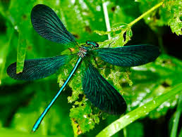 Attēlu rezultāti vaicājumam “Calopteryx virgo female”