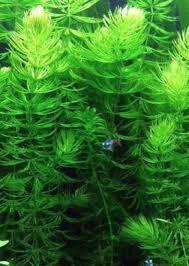 Attēlu rezultāti vaicājumam “Ceratophyllum submersum leaf”