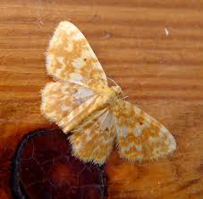 Attēlu rezultāti vaicājumam “Hydrelia sylvata”