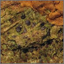 Attēlu rezultāti vaicājumam “Arthonia spadicea”