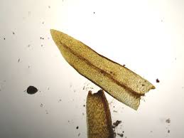 Attēlu rezultāti vaicājumam “Tetraphis pellucida sporophyte”