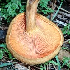 Attēlu rezultāti vaicājumam “Hygrophoropsis aurantiaca”