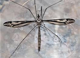 Attēlu rezultāti vaicājumam “Tipulidae female”