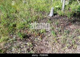 Attēlu rezultāti vaicājumam “Caprimulgus europaeus nest”