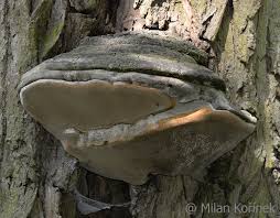 Attēlu rezultāti vaicājumam “Phellinus igniarius”