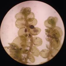 Attēlu rezultāti vaicājumam “Frullania fragilifolia macro”