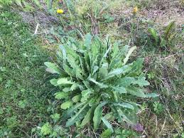 Attēlu rezultāti vaicājumam “Hypochaeris radicata”