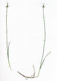 Attēlu rezultāti vaicājumam “Carex pauciflora”