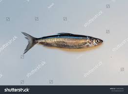 Image result for Coregonus albula