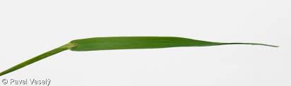 Attēlu rezultāti vaicājumam “Alopecurus aequalis leaf”