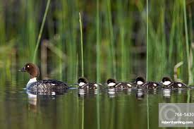 Attēlu rezultāti vaicājumam “Bucephala clangula”