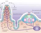 <b>lymphoid tissues</b>,