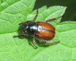 Attēlu rezultāti vaicājumam “Phyllopertha horticola”