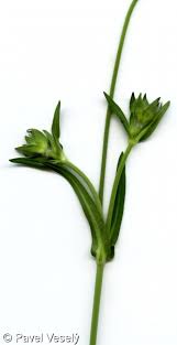 Attēlu rezultāti vaicājumam “Knautia arvensis fruit”