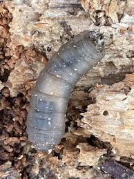 Attēlu rezultāti vaicājumam “Tipulidae larva”