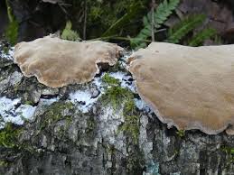 Attēlu rezultāti vaicājumam “Phellinus populicola”