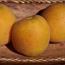 Attēlu rezultāti vaicājumam “Prunus armeniaca fruit”