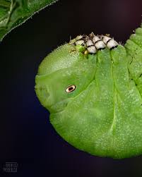 Attēlu rezultāti vaicājumam “Scapania mucronata macro”