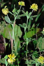 Attēlu rezultāti vaicājumam “Trifolium aureum flower”