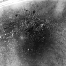 Attēlu rezultāti vaicājumam “Amblystegium serpens sporophyte”