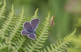 Attēlu rezultāti vaicājumam “Cupido minimus”