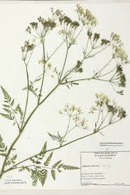 Attēlu rezultāti vaicājumam “Anthriscus sylvestris”