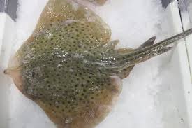 Image result for Raja montagui