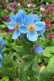 Image result for Meconopsis betonicifolia