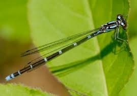 Attēlu rezultāti vaicājumam “Coenagrion armatum female”