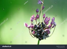 Attēlu rezultāti vaicājumam “Allium scorodoprasum flower”