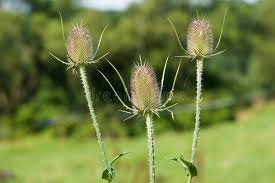 Image result for Dipsacus silvestris