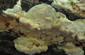 Attēlu rezultāti vaicājumam “Rigidoporus crocatus”