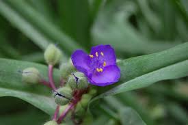 Attēlu rezultāti vaicājumam “Tradescantia virginiana flower”