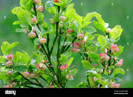 Attēlu rezultāti vaicājumam “Vaccinium myrtillus flower”