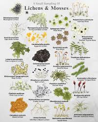 Attēlu rezultāti vaicājumam “Anomodon viticulosus sporophyte”