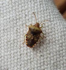 Attēlu rezultāti vaicājumam “Elasmucha grisea imago”