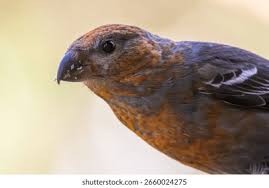 Attēlu rezultāti vaicājumam “Pinicola enucleator”