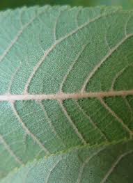Attēlu rezultāti vaicājumam “Juglans x sinensis leaf”