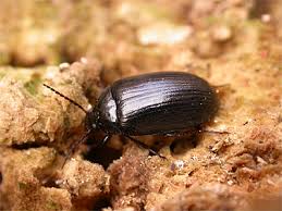 Attēlu rezultāti vaicājumam “Prionychus ater”